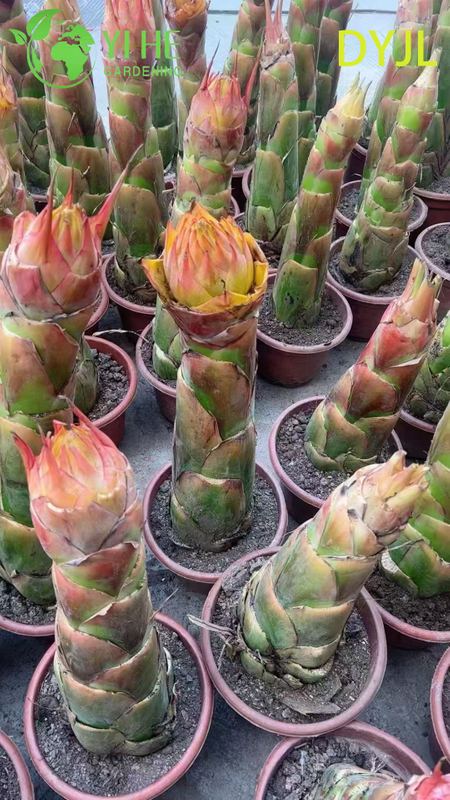 Wholesale Musella Lasiocarpa Potted Plants for Outdoor Tropical Garden Decoration