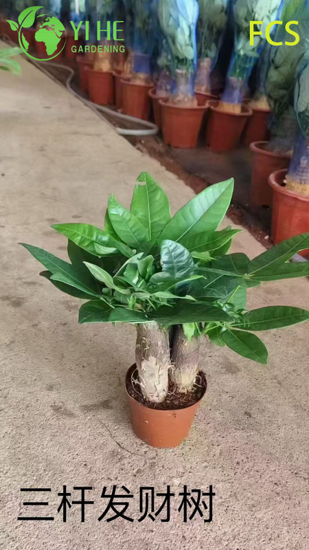 Wholesale Pachira Aquatica Potted Plants for Indoor Office & Home Decor