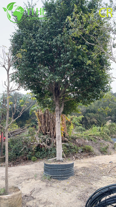 Wholesale Ficus Benjamina - Indoor/Outdoor Hanging