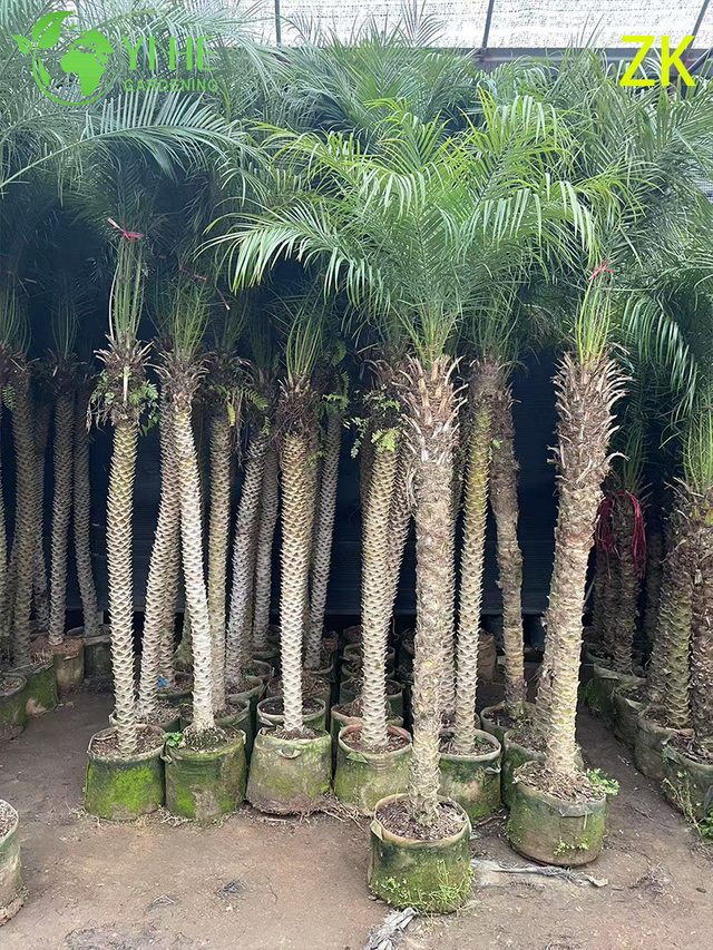 थोक निर्यात सुई पाम सजावटी सदाबहार पाम पेड़ प्रीमियम गुणवत्ता