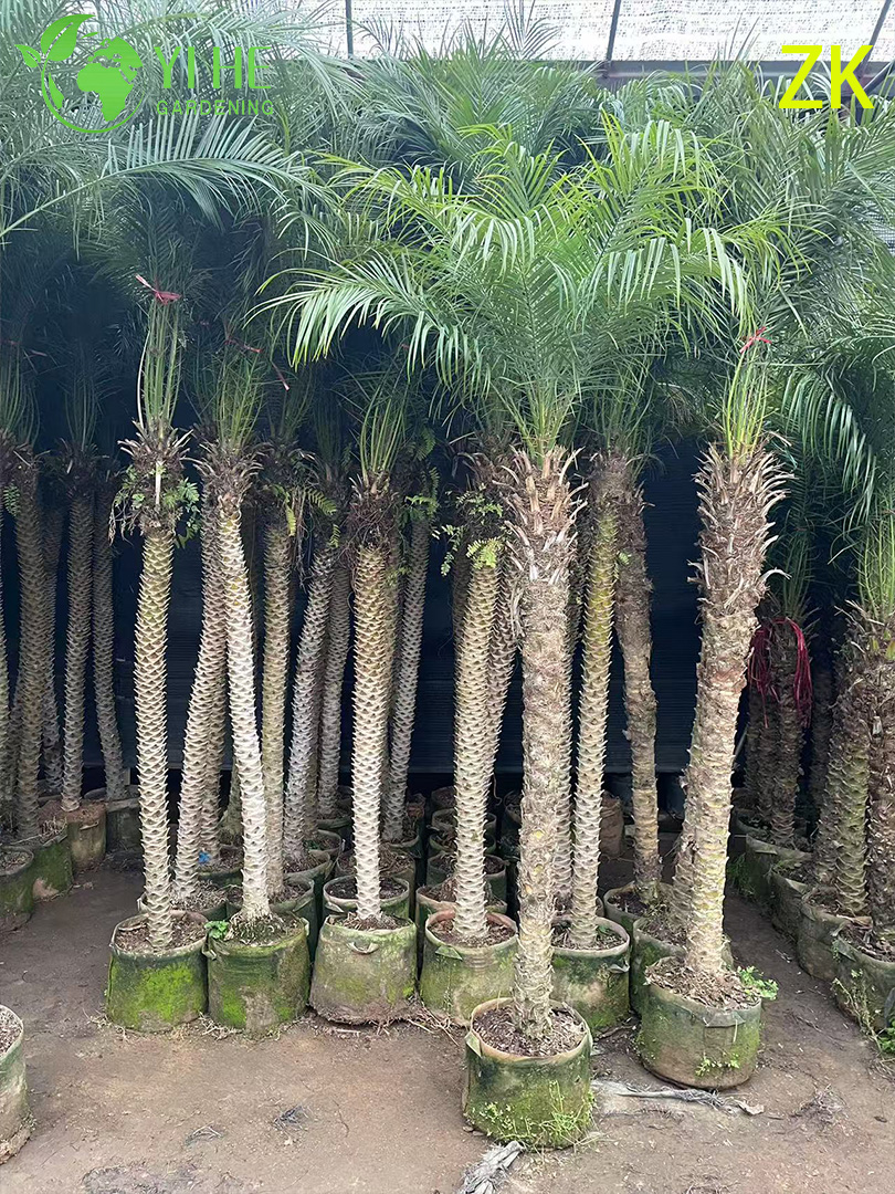 Wholesale Export Needle Palm Ornamental Evergreen Palm Tree Premium Quality