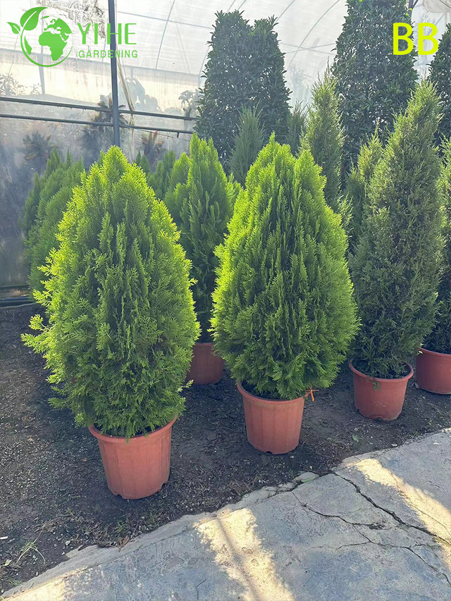 Großhandel mit dekorativen immergrünen Hinoki-Zypressen für Bonsai im Freien