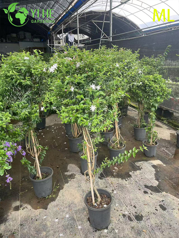 Fragrant Jasminum Sambac Bonsai for Indoor & Outdoor Decor