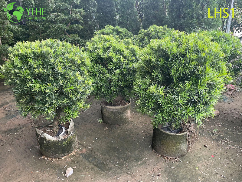 Dense - Foliage Podocarpus Macrophyllus for Garden Ornament Tree