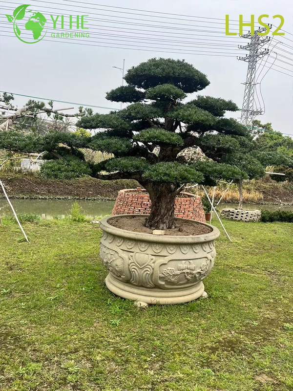 Artistically - Shaped Podocarpus Bonsai for Garden Display