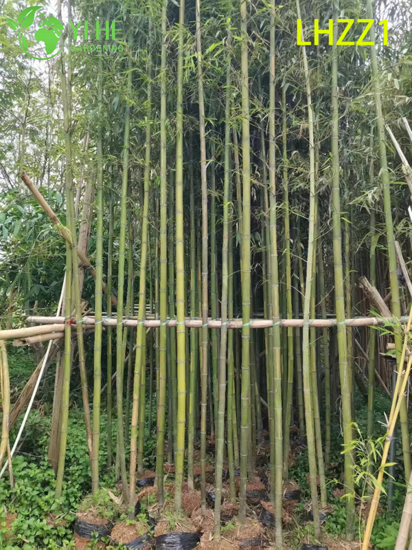 Multi - use Ornamental Bamboo for Garden Greening