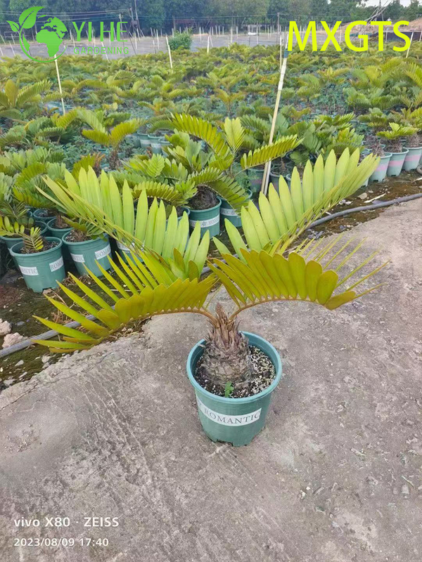 Hardy Zamia Furfuracea Bonsai for Garden Decor