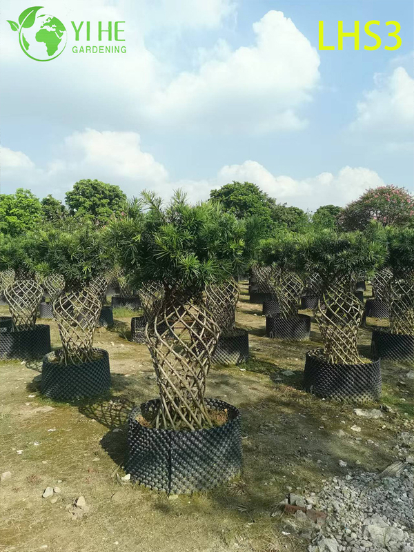 S - Shaped Podocarpus Bonsai for Artistic Garden Decor