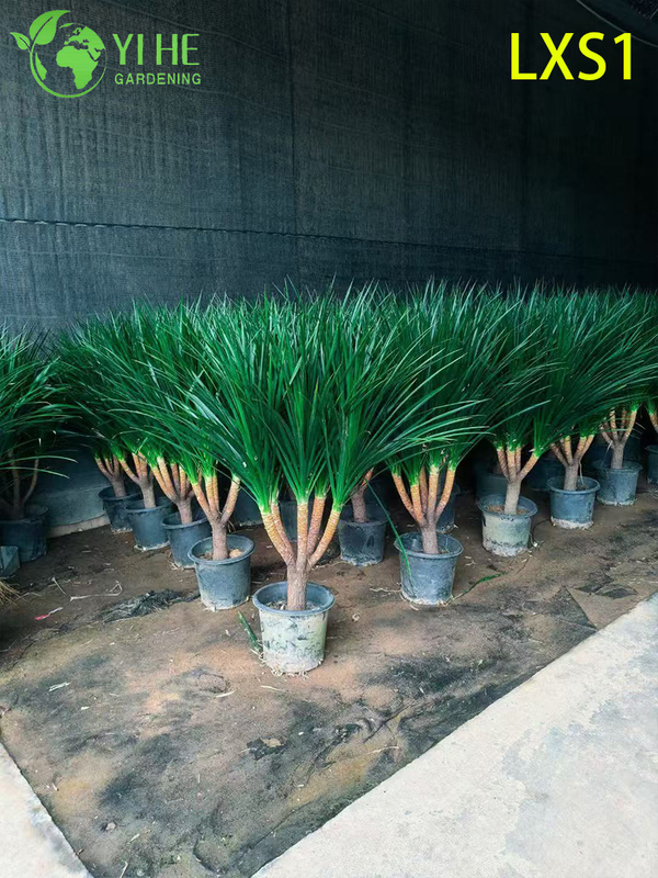 Dracaena draco sempreverde alta per la decorazione di interni ed esterni