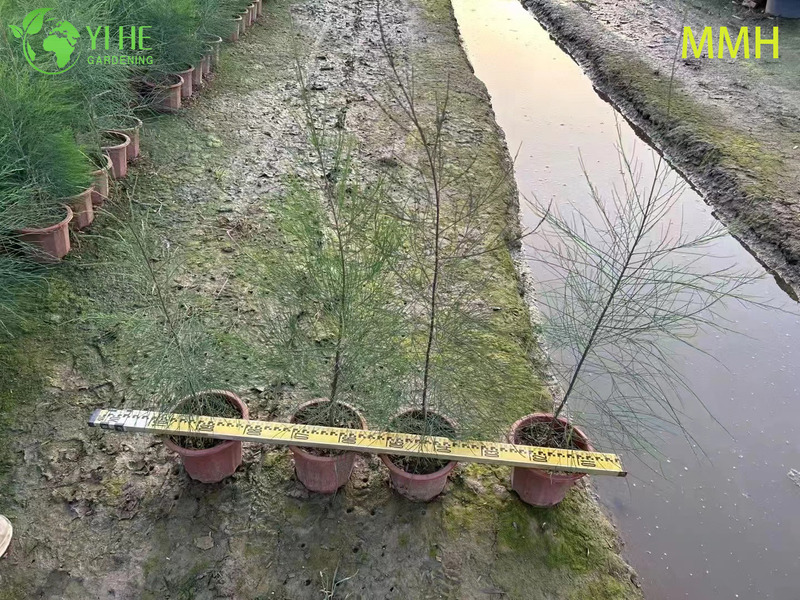 Hardy Casuarina Equisetifolia Tree for Landscape Greening