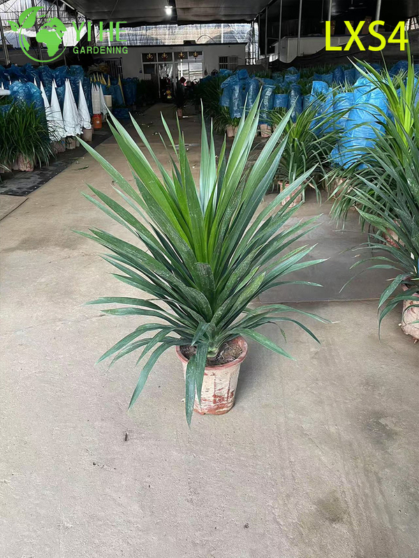 Tall Double - Tiered Dracaena draco for Indoor & Outdoor Decor