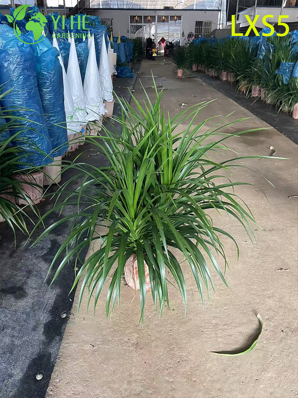 Compact Bushy Dracaena draco for Indoor Green Decor