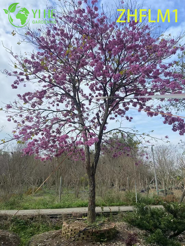 Ornamental Pink - Flowered Tabebuia rosea Tree (Non - grafted)