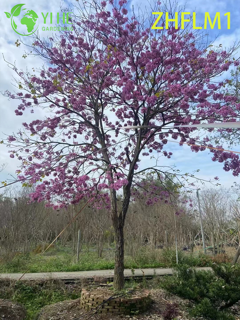 Ornamental Pink - Flowered Tabebuia rosea Tree (Non - grafted)