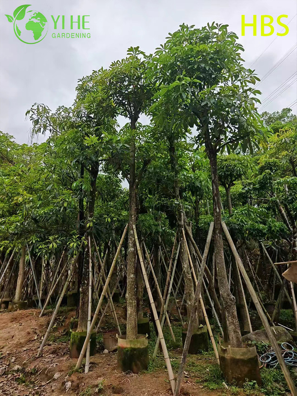 Ornamental Tropical Alstonia scholaris, Evergreen Landscape Blackboard Tree, Tall Flowering Alstonia Plant, Tropical Garden Scholar Tree