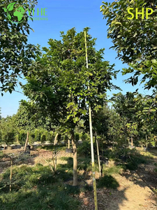 Ornamental Coastal Millettia pinnata Tree