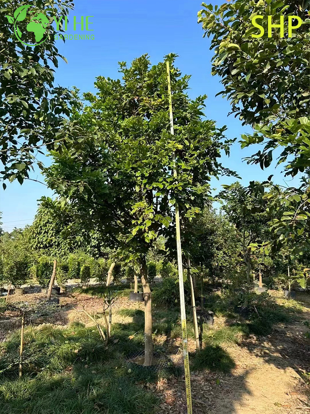Ornamental Coastal Millettia pinnata Tree