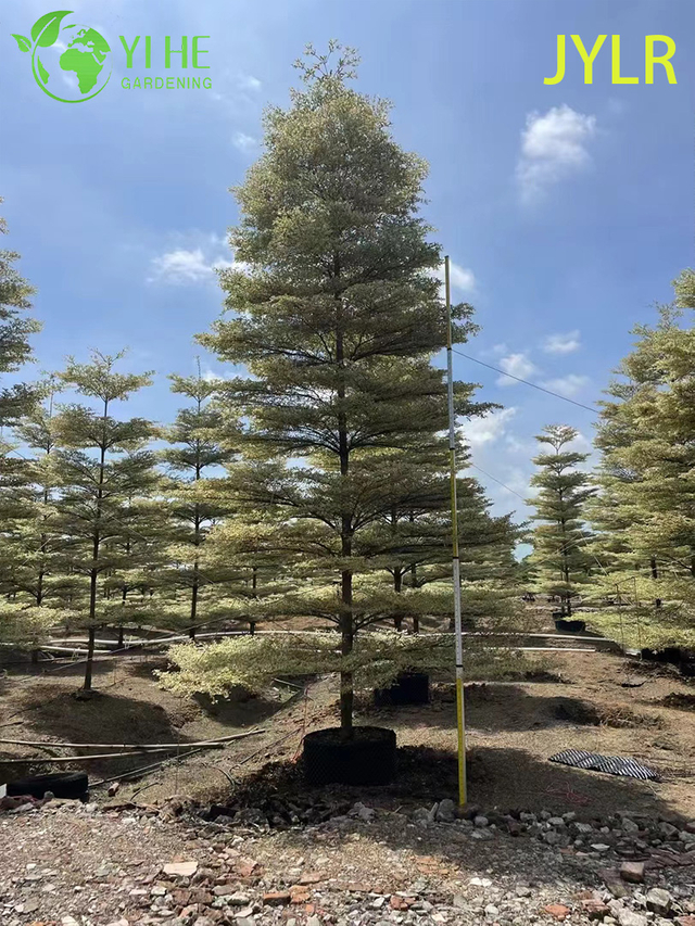 Ornamental Variegated Terminalia neotaliala Tree