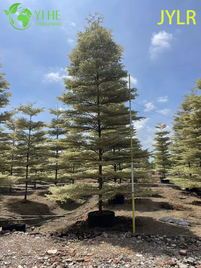 Ornamental Variegated Terminalia neotaliala Tree