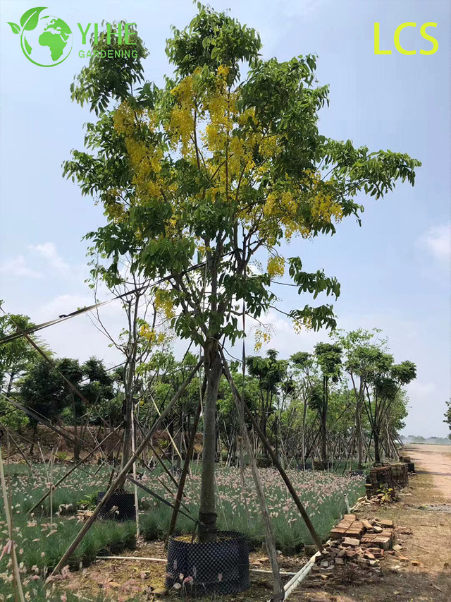 Ornamental Golden Cassia fistula Flowering Tree