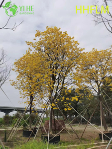 Ornamental Yellow Handroanthus chrysanthus Flowering Tree