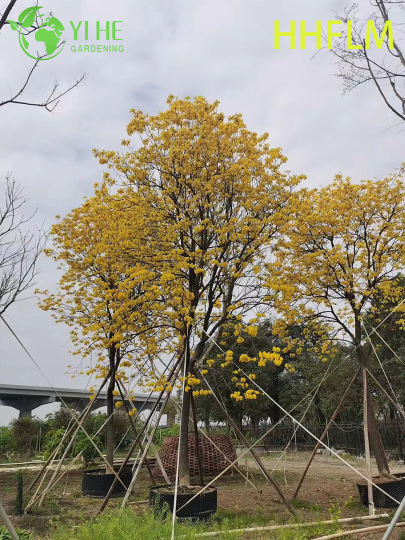 Ornamental Yellow Handroanthus chrysanthus Flowering Tree