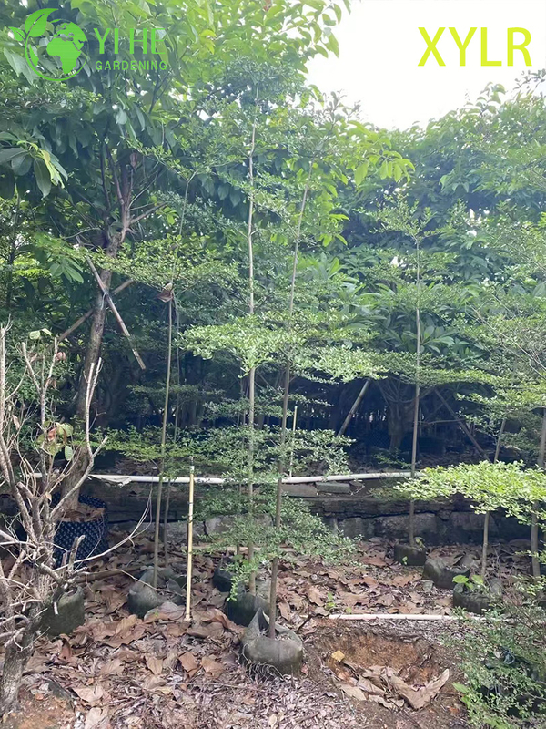 Ornamental Pyramidal Terminalia mantaly Tree