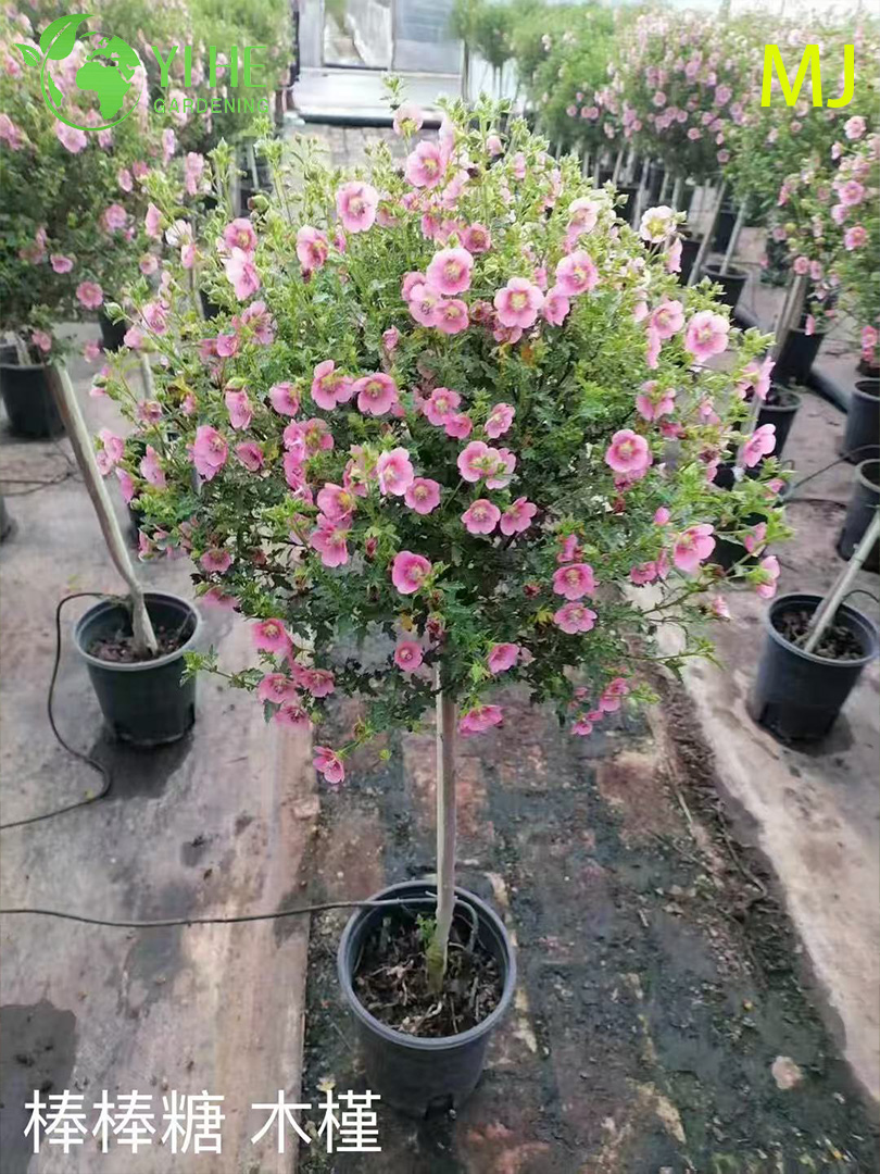 Wholesale Export Hibiscus Syriacus Ornamental Flowering Shrub Premium Quality