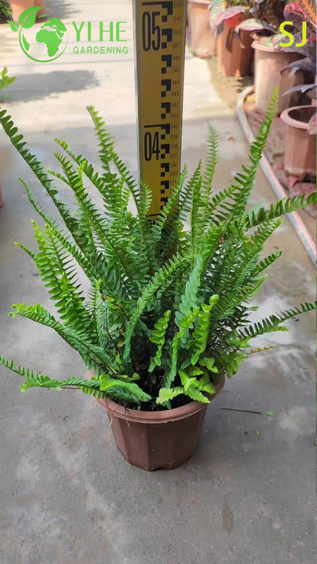 Wholesale Evergreen Ornamental Kidney Fern for Export Plant