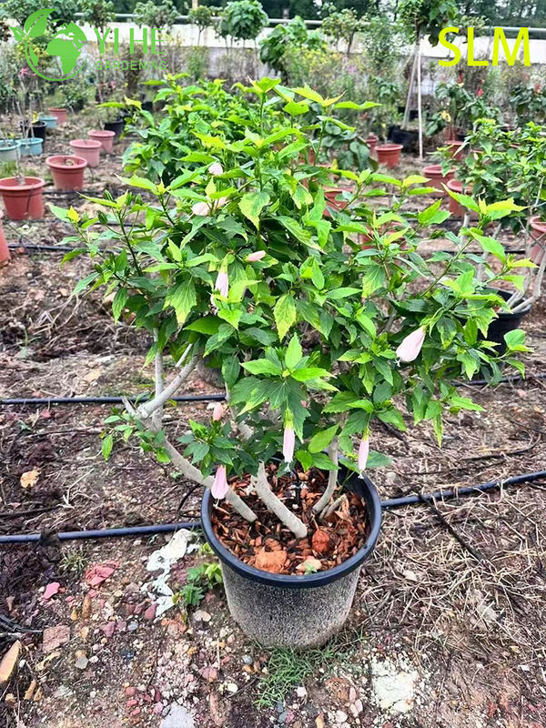 Wholesale Export Water Lotus Wood Ornamental Wetland Shrub Premium Quality