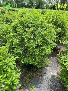 Wholesale Export Water Lotus Wood Ornamental Wetland Shrub Premium Quality