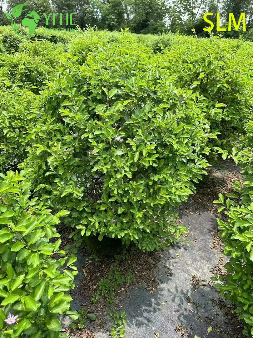 Wholesale Export Water Lotus Wood Ornamental Wetland Shrub Premium Quality