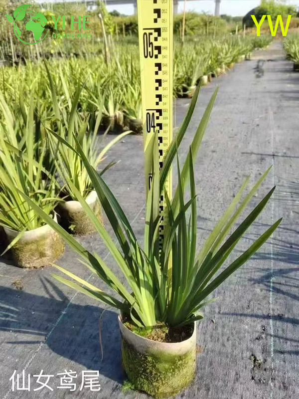 Оптовый экспортный цветок ириса, декоративное многолетнее садовое растение высшего качества