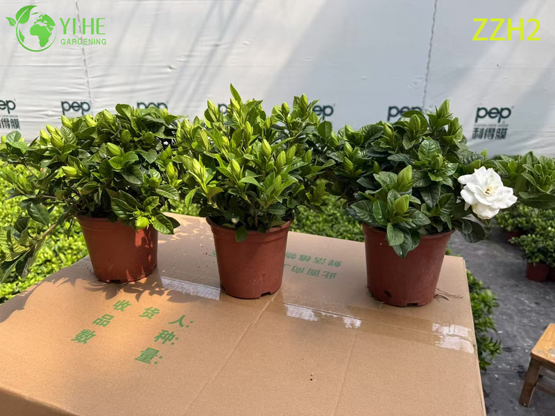 Wholesale Export Indoor Potted Gardenia Jasminoides Ornamental Flowering Plant Small-leaf