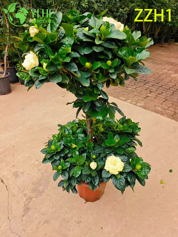 Wholesale Export Garden Gardenia Jasminoides Ornamental Flowering Shrub Premium Quality