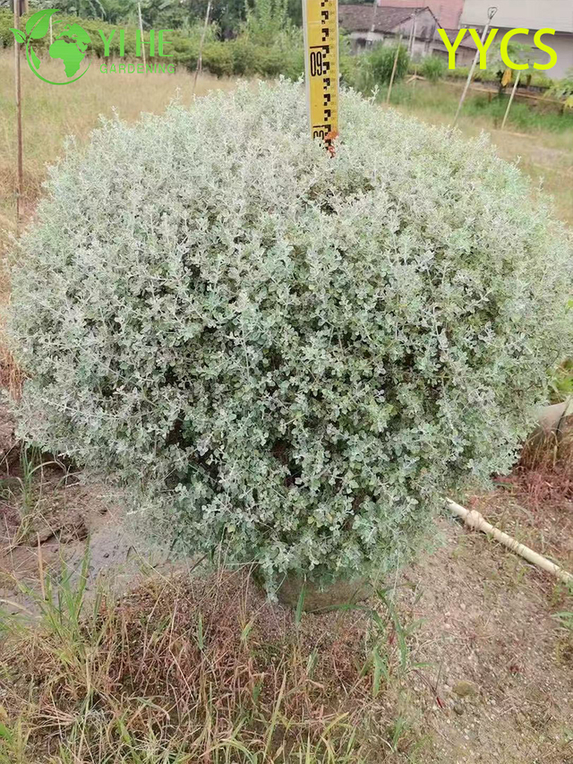 Exportação por atacado de planta de hamster com folha de prata e suculenta ornamental de qualidade premium