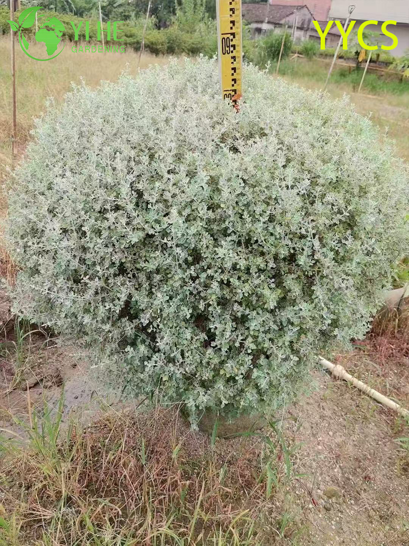 Wholesale Export Silver-Leaf Hamster Plant Ornamental Succulent Premium Quality
