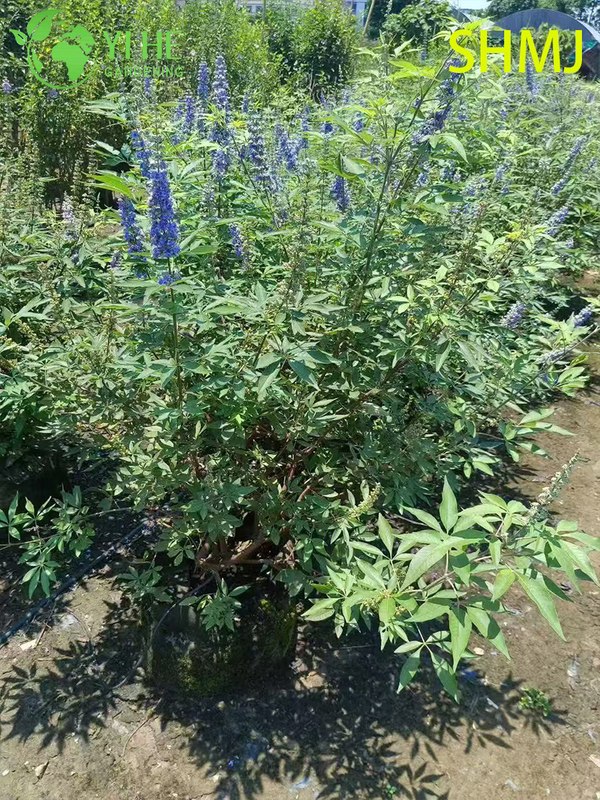Wholesale Export Vitex Agnus-Castus Ornamental Flowering Shrub Premium Quality