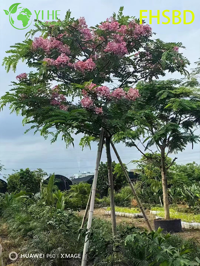 Ornamental Pink - Flowered Cassia Javanica, Tropical Garden Pink Cassia Tree, Evergreen Flowering Cassia Javanica, Landscape Pink - Blossom Cassia