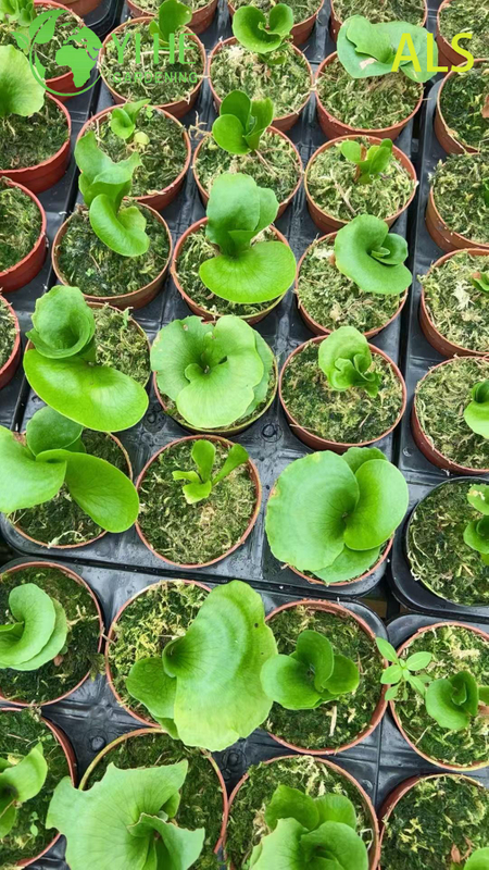Wholesale Alice Potted Plants for Indoor Outdoor Garden Decoration