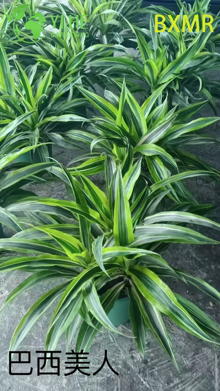 Wholesale Brazilian Beauty Potted Plants for Indoor Outdoor Tropical Decoration