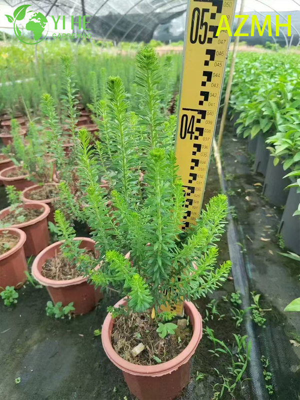 Wholesale Australian Rice Flower Potted Plants for Indoor Outdoor Decoration & Bouquets
