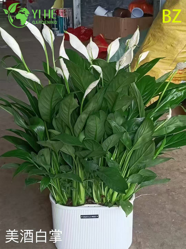 Wholesale White Spathiphyllum Potted Plants for Indoor Air-Purifying Decoration