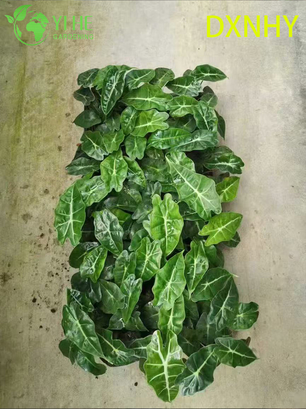 Wholesale Export Giant Fairy Alocasia Seedlings | Tropical Ornamental Foliage Seedlings