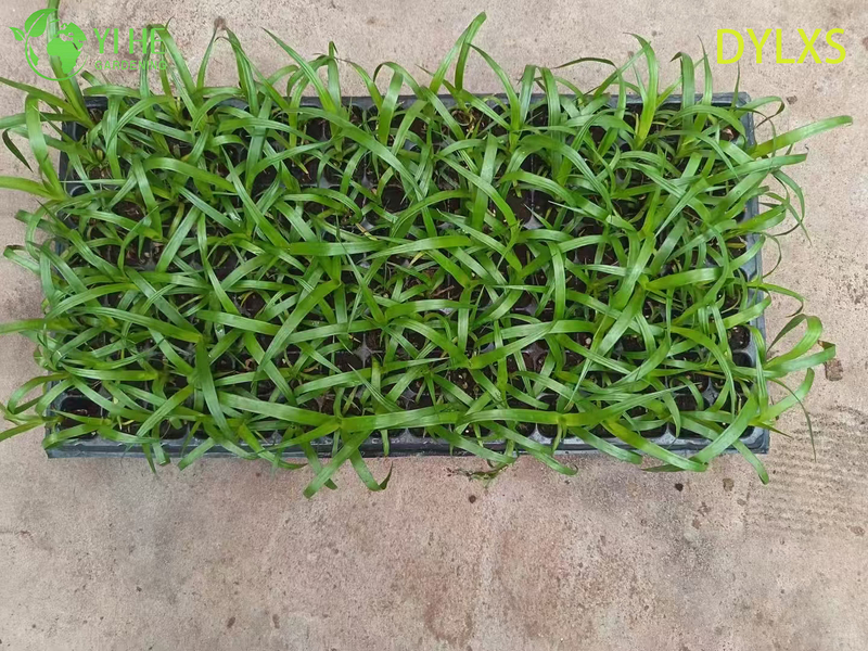 Esportazione all'ingrosso di piantine di dracaena a foglia larga | Piantine di piante ornamentali tropicali