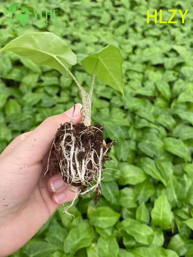 Wholesale Export Hailian Calathea Seedlings | Tropical Ornamental Foliage Seedlings