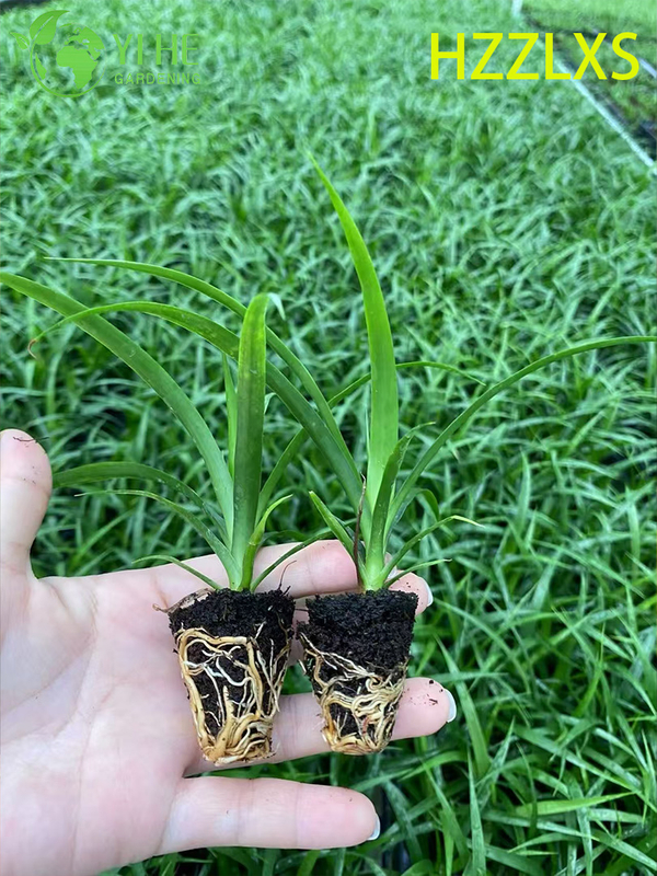 Wholesale Export Black Pearl Dracaena Seedlings | Tropical Ornamental Plants Seedlings