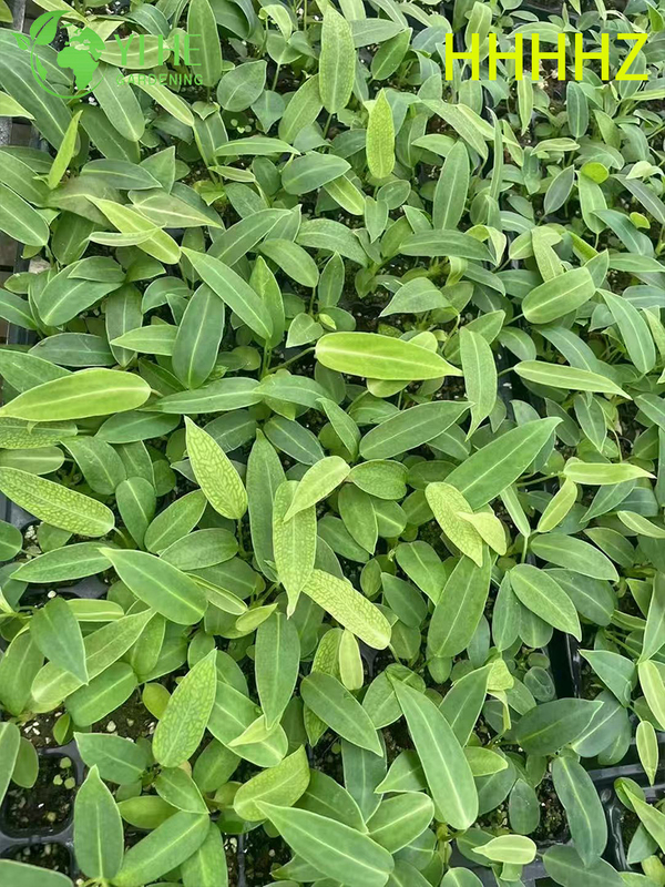 تصدير شتلات فلامنغو الملكة أنثوريوم بالجملة | شتلات أوراق الزينة الاستوائية