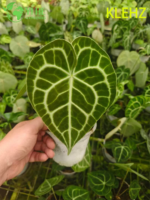 Exportation en gros de semis d'Anthurium Klein | Semis de feuillage ornemental tropical