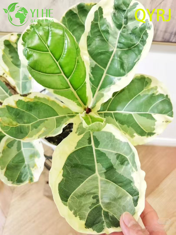 Piantine variegate di fico a foglia di violino per esportazione all'ingrosso | Piantine di piante ornamentali tropicali